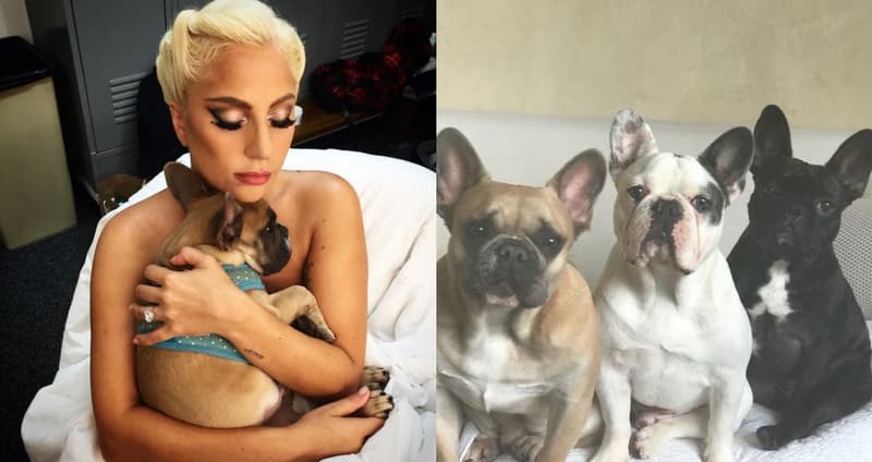 【生活】Lady Gaga 愛犬被搶、遛狗員遭槍擊 花千萬台幣找回